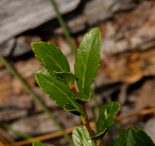 Azara alpina, photograph 3