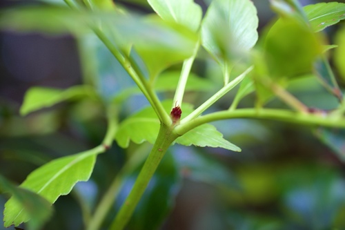 Image of Celery-Pine (Phyllocladus hypophyllus) by (c) Shawn O'Donnell, some rights reserved (CC BY)