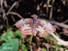Chiomara asychis autander