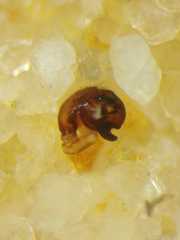 Eriovixia pseudocentrodes