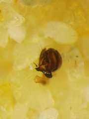 Eriovixia pseudocentrodes