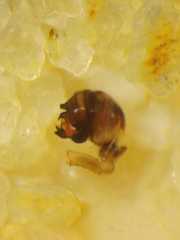 Eriovixia pseudocentrodes