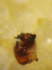 Eriovixia pseudocentrodes