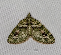 Chloroclystis rubroviridis