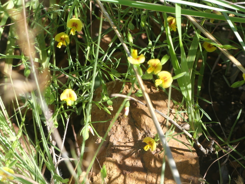 Image of Zornia linearis by no rights reserved