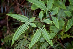 Dicranopteris