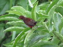 Ramphocelus melanogaster