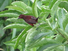 Ramphocelus melanogaster