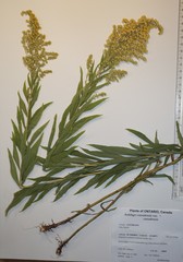 Solidago canadensis canadensis
