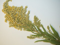 Solidago canadensis canadensis