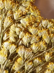 Solidago canadensis canadensis