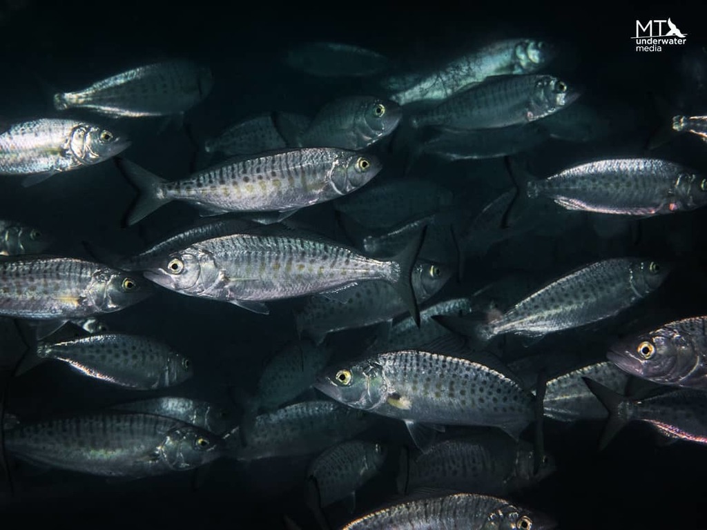 Australian Salmons