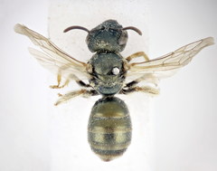Halictus gemmeus
