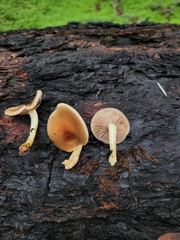 Pholiota brunnescens