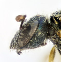 Halictus gemmeus