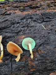 Pholiota brunnescens