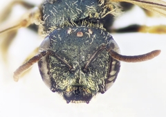 Halictus gemmeus