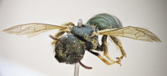 Halictus gemmeus