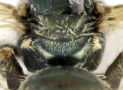 Halictus gemmeus