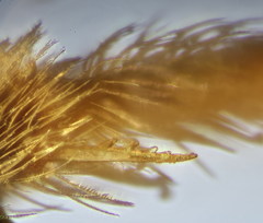 Halictus gemmeus