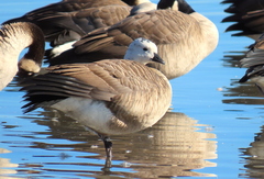 Anser rossii × Branta hutchinsii