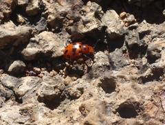 Euryope terminalis