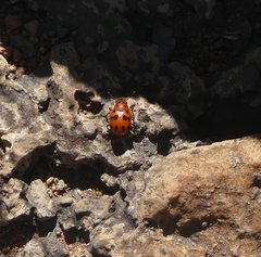 Euryope terminalis