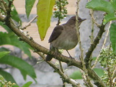 Turdus ignobilis debilis