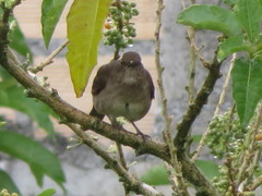 Turdus ignobilis debilis