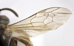 Halictus gemmeus