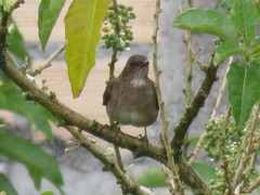 Turdus ignobilis debilis