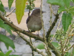 Turdus ignobilis debilis