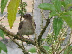 Turdus ignobilis debilis