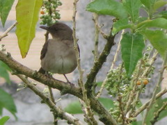 Turdus ignobilis debilis