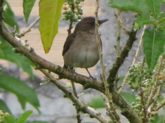 Turdus ignobilis debilis