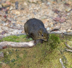 Sundasciurus everetti