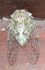 Oxypleura lenihani