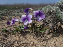 Viola mandshurica crassa
