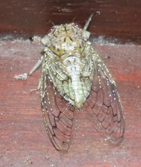 Oxypleura lenihani