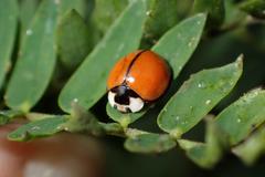 Coelophora biplagiata