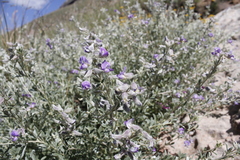 Lotononis lotononoides