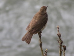 Turdus ignobilis debilis