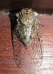 Oxypleura lenihani