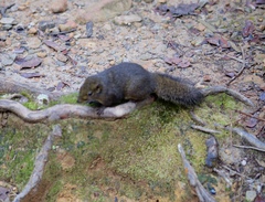 Sundasciurus everetti