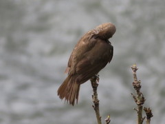 Turdus ignobilis debilis