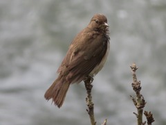 Turdus ignobilis debilis