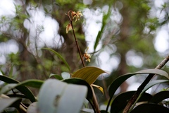 Coelogyninae
