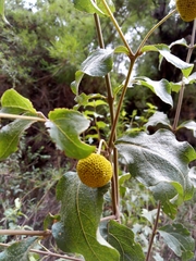Podanthus ovatifolius