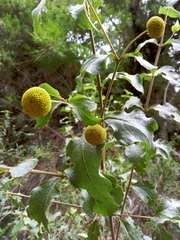 Podanthus ovatifolius