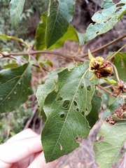 Podanthus ovatifolius